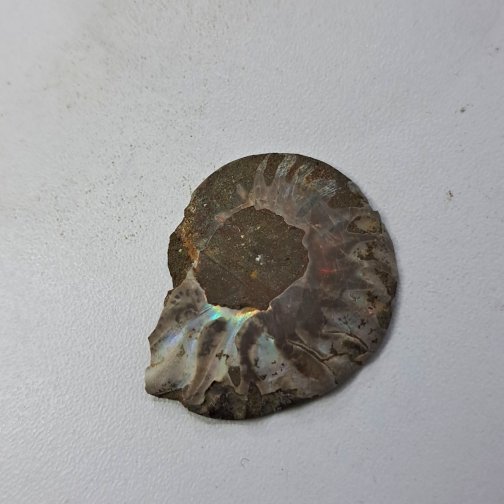 Opalized ammonite shell